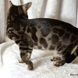 Bengal Double Charcoal Female