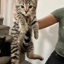Girl Kittens - half Bengal