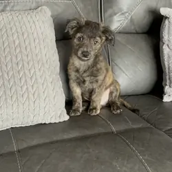 Corgchi Puppy Chee Chee
