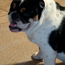 English Bulldog