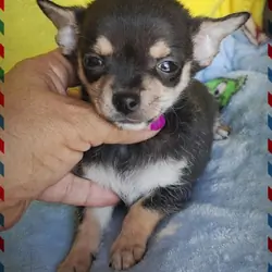 cosmo