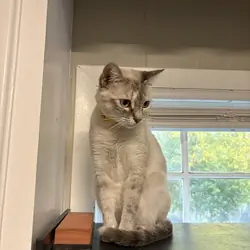 Siamese Cat
