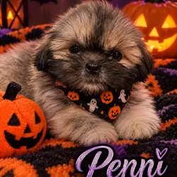 Shih Tzu puppies