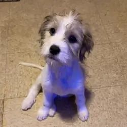 Shih Tzu mixed puppies