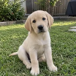 Labrador Retrieve Puppy