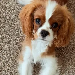 Cavalier King Charles Spaniel