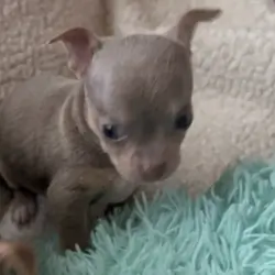 Chihuahua