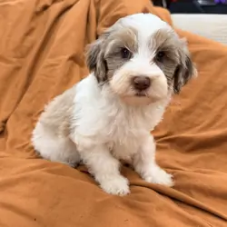 Mini Poodle Puppy Lumi