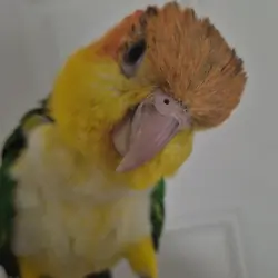 Caique
