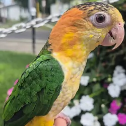 white belly Caique