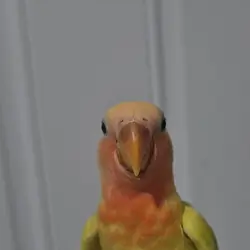 Peachface lovebird