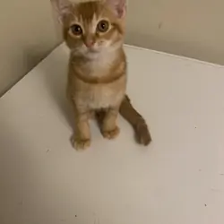 Beautiful Orange Kittens