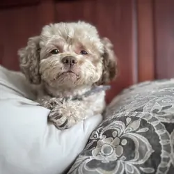 Shih Poo