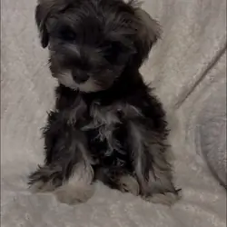 Mini schnauzer