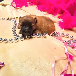 Pomeranian Puppies for YOU!