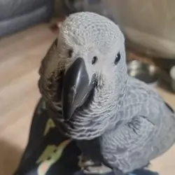 KNUT Adorable Congo African grey