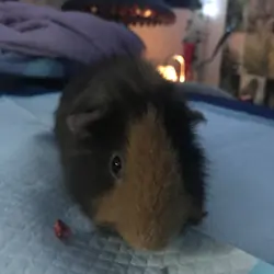 Guinea Pig