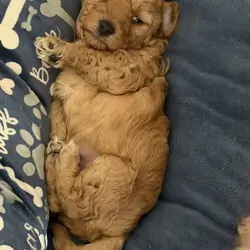 Toy poodle