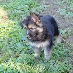 German shepherd puppies