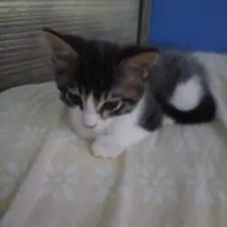 free kittens