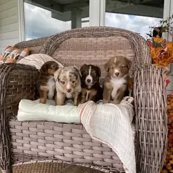 Australian shepherd puppies