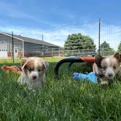 Teacup Yorkie puppies