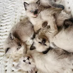Siberian Ragdoll