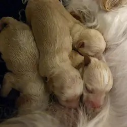 Maltese puppies
