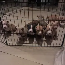 Beautiful pitbull puppies