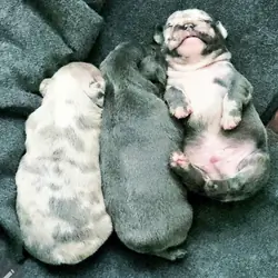 French bulldogs