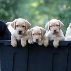 English/Show Black & Yellow Labrador Retrievers
