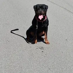 German Rottweiler puppies