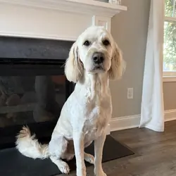 6 year old goldendoodle