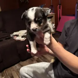 Corgi puppies