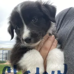 Australian shepherds