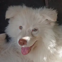 Adoption only- Husky Hybrid