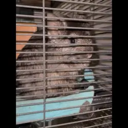 Female Angora (Long Hair) Chinchilla