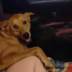 Female dog