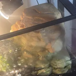 Turtles with tank and accessories