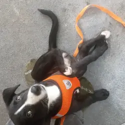 Pure bred border collie puppy