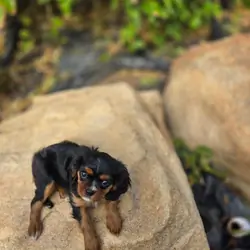 King Charles Cavalier puppy, female, Tri color