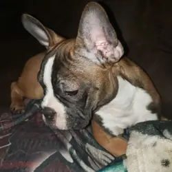 Frenchie babies