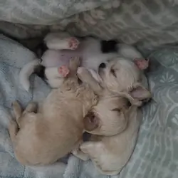 Long hair teecup chihuahua puppies