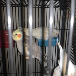 Cockatiel