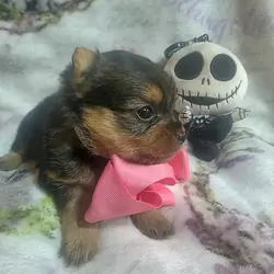 Tiny Yoranian puppies