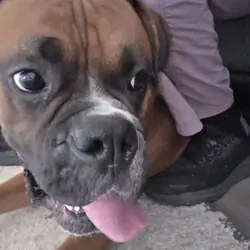 Purebred Male boxer 1Yr 8mo approx