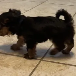 Yorkie