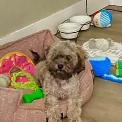 Shih-Poo Pup