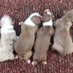 Mini Australian Shepherds