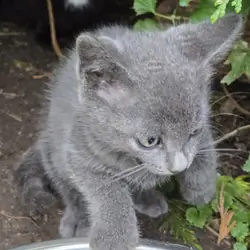 Free kittens